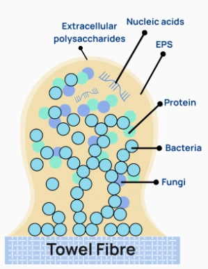 穿透表面:毛巾纤维里的隐秘微生物世界 配图 3